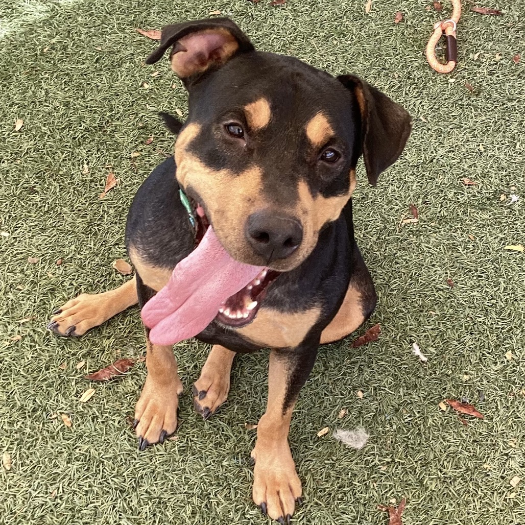 SAMMY - Rottweiler / Mixed Breed (Large) for adoption in Henderson