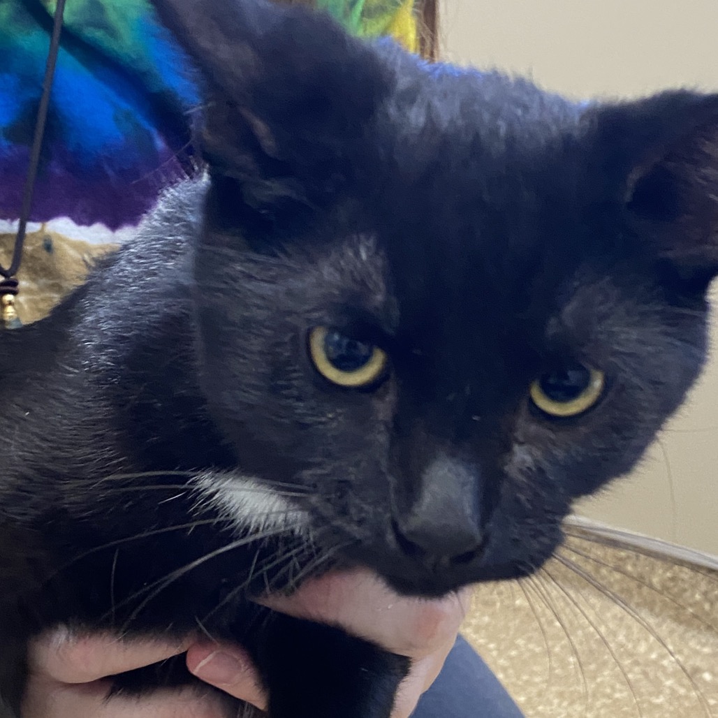 DEXTER (BONDED WITH DEEDEE) - Domestic Shorthair available for adoption