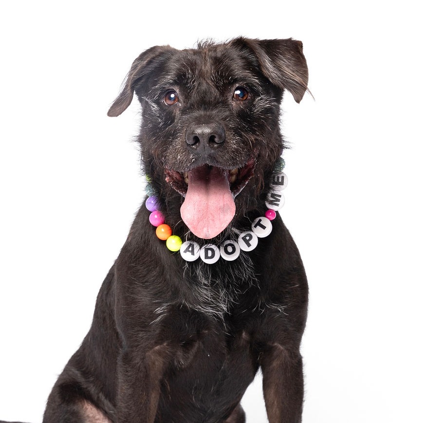 SCRAGGLES - Retriever, Black Labrador / Terrier, Patterdale (Fell) available for adoption
