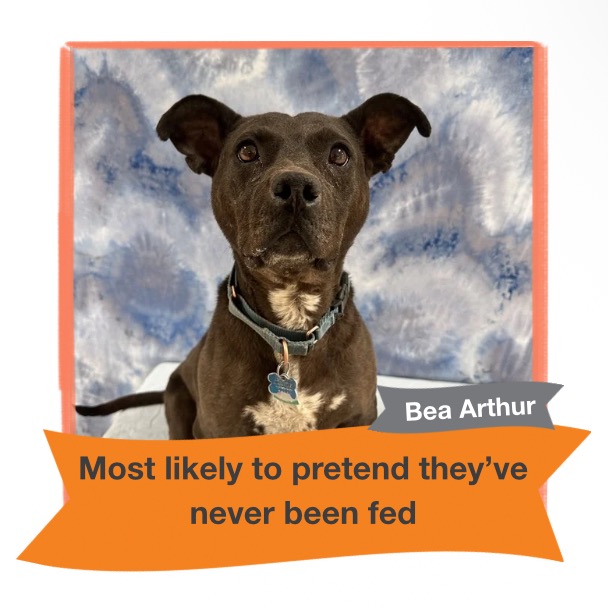 Bea Arthur, photo 24