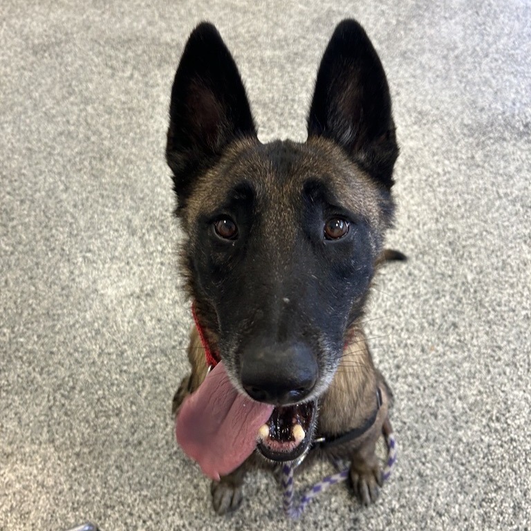 Ace the Dog