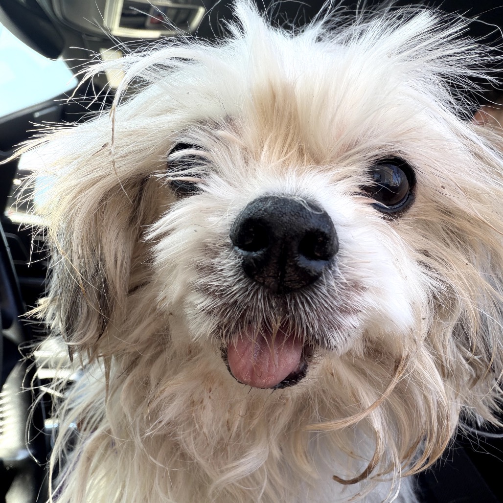 Sid The Slothington Einstein