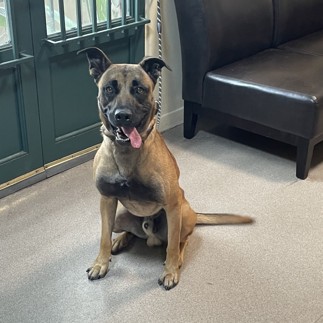 Belgian Malinois