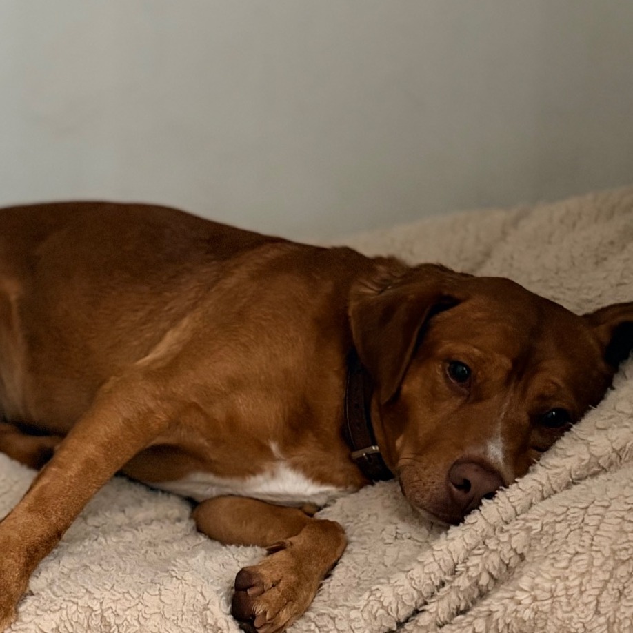 GOLDEN - Retriever, Labrador / Mix available for adoption
