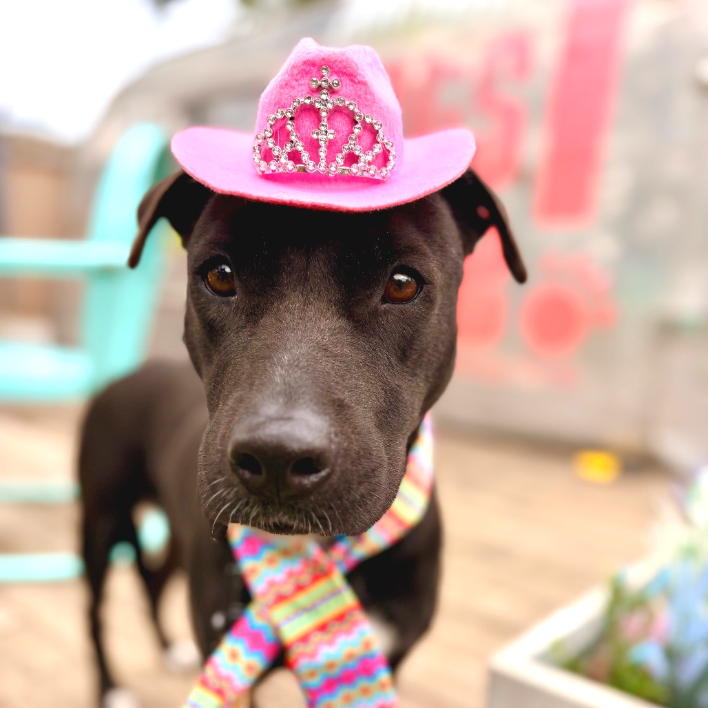 Harper — thumbnail 3