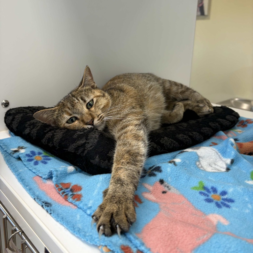 CAT WOMAN - Domestic Shorthair available for adoption