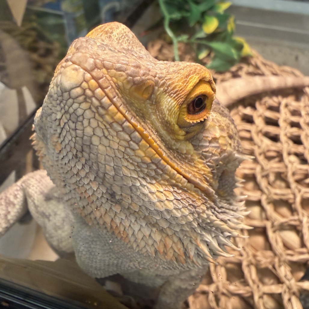 Photo of Dr Peppy 6