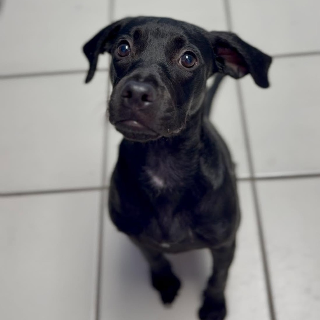 HAPPY - Mixed Breed (Medium) available for adoption