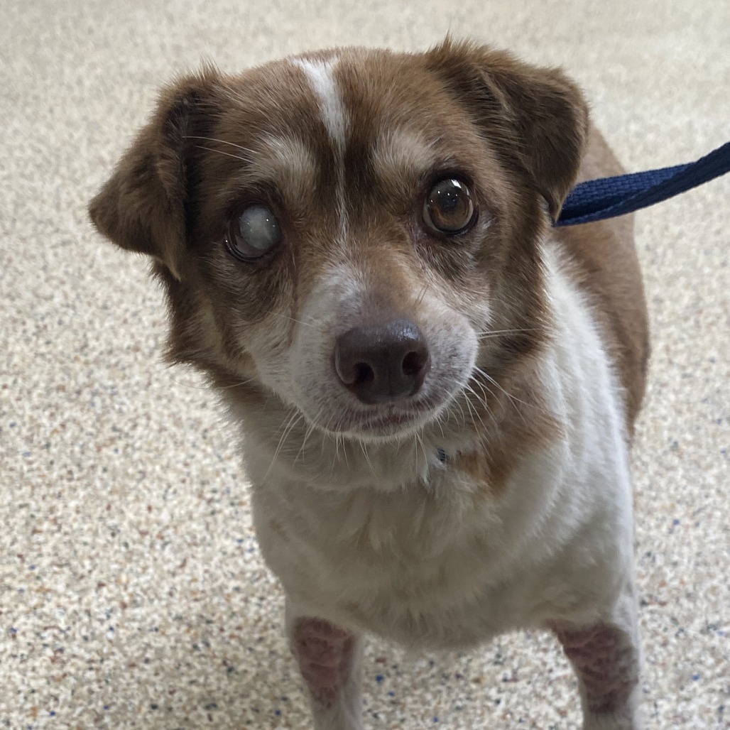 TONY MONTANA AKA ARCHIE - Terrier / Mixed Breed (Small) available for adoption