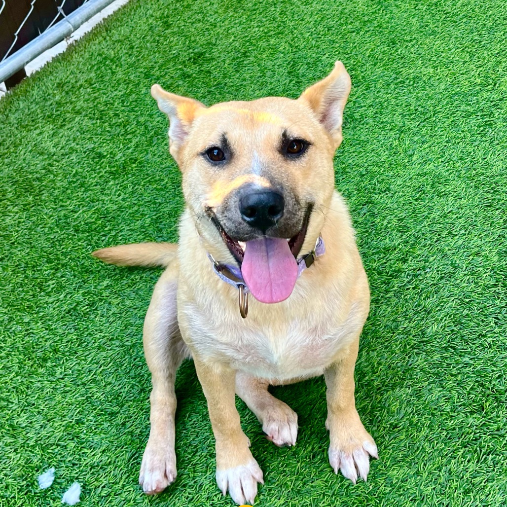 FRIDA - Mixed Breed (Medium) available for adoption