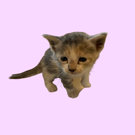 Tusc Stray 81358 2