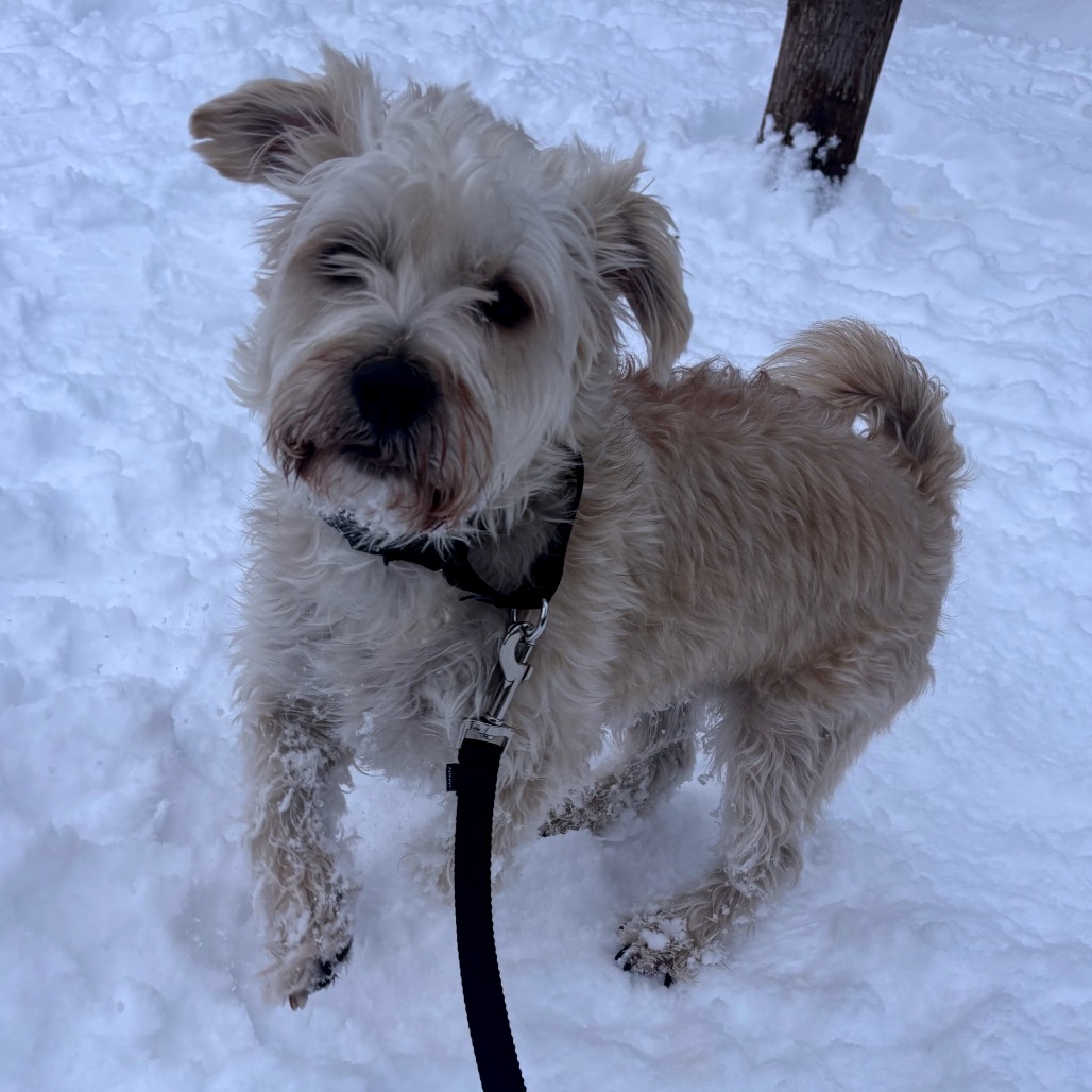 Goose — thumbnail 3