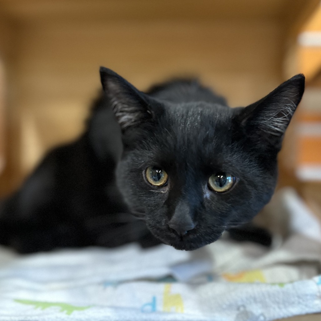 EL TORO LOCO - Domestic Shorthair available for adoption
