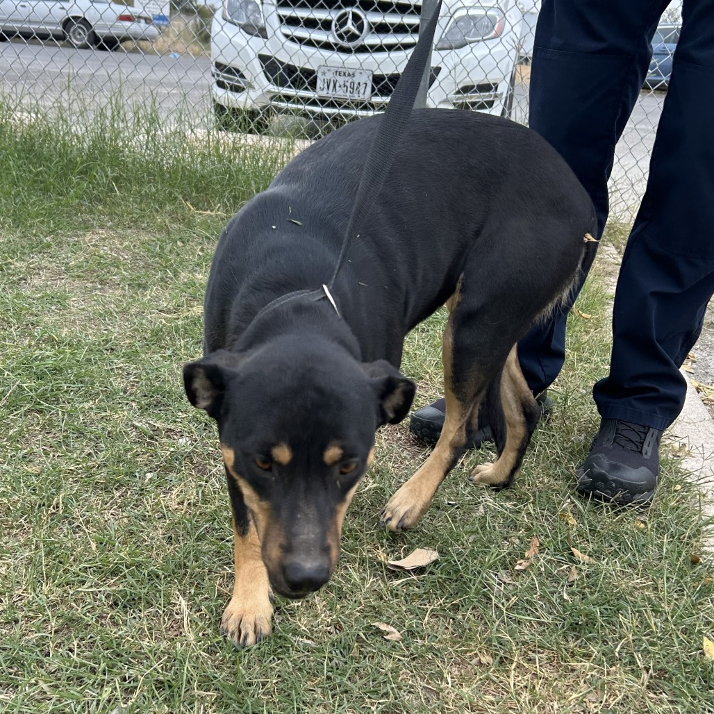 Rumble — thumbnail 10