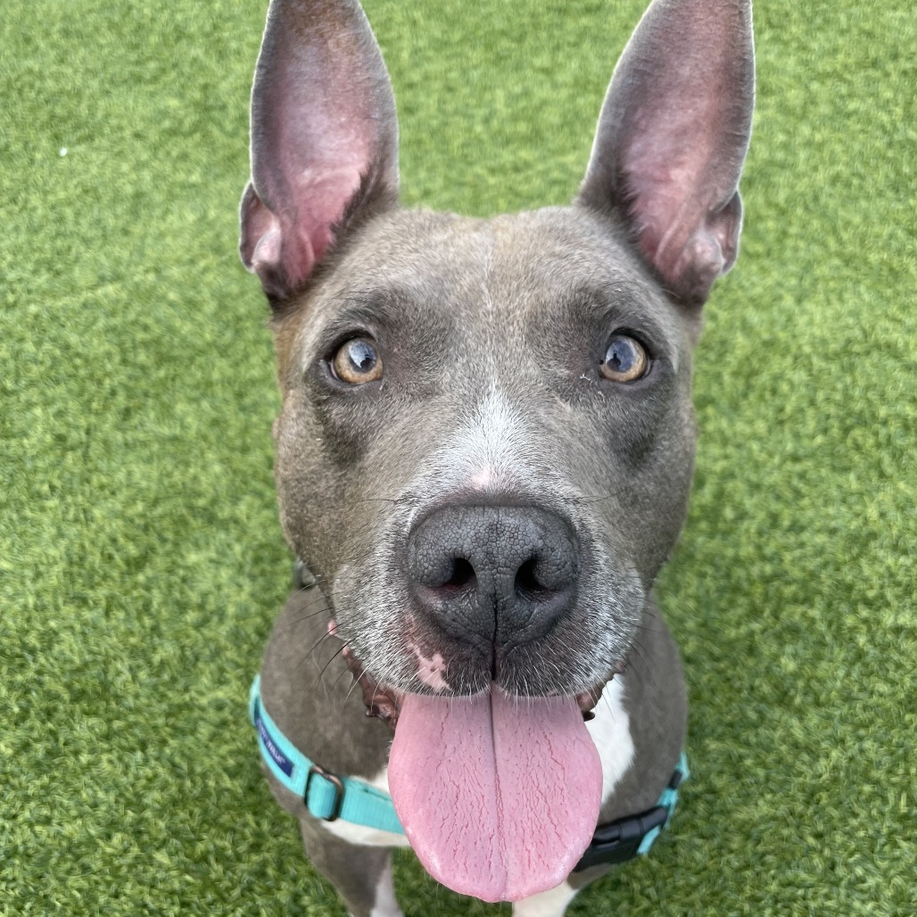 Photo of King Beetle 7