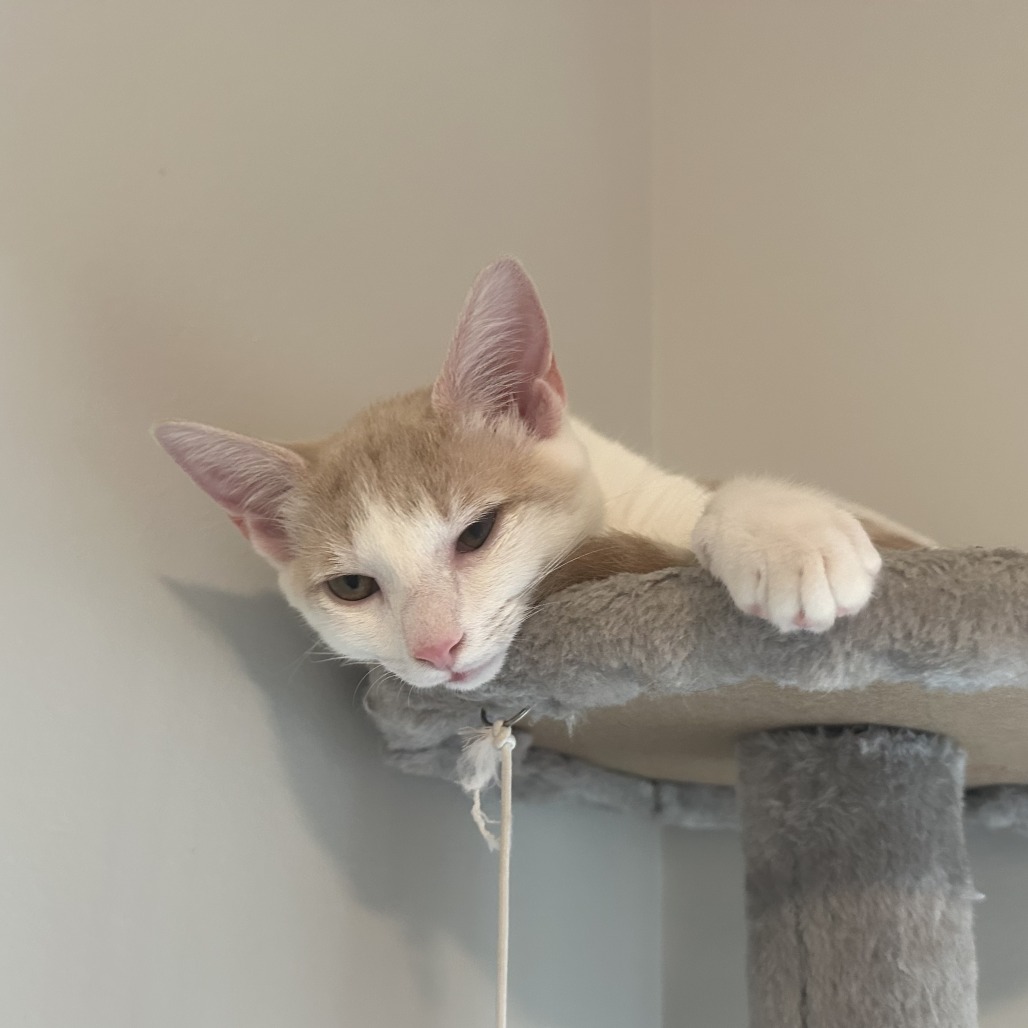 Jinx, photo 4