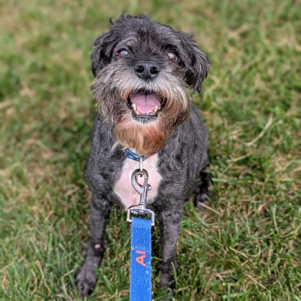 GREG - Mixed Breed (Medium) available for adoption