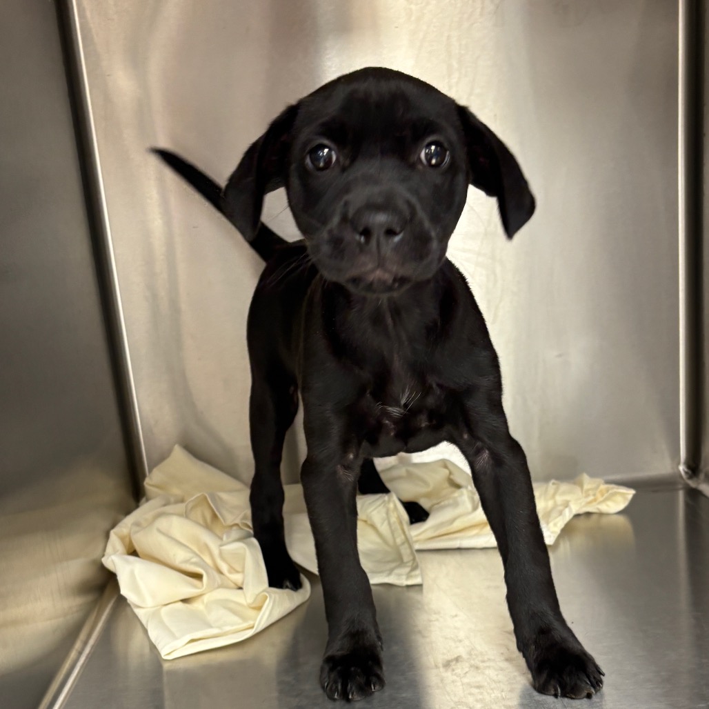 SHIRLEY - Retriever, Labrador / Mix available for adoption