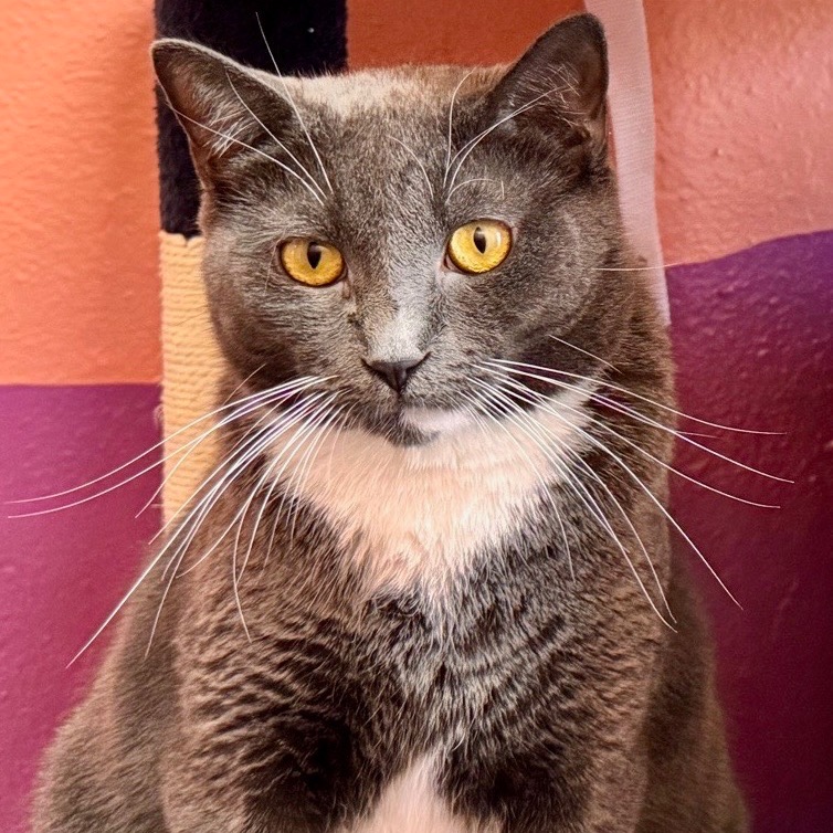 Photo of Jiggly Caliente playing