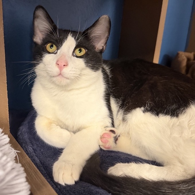 AGENT MEOW - Domestic Shorthair available for adoption