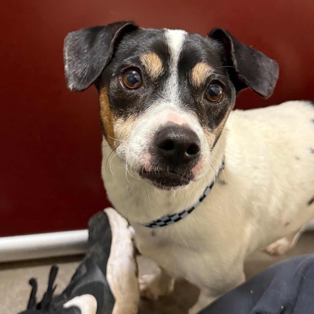 MAGNUS (BONDED WITH ZIGGY) - Terrier, Jack Russell / Mix available for adoption