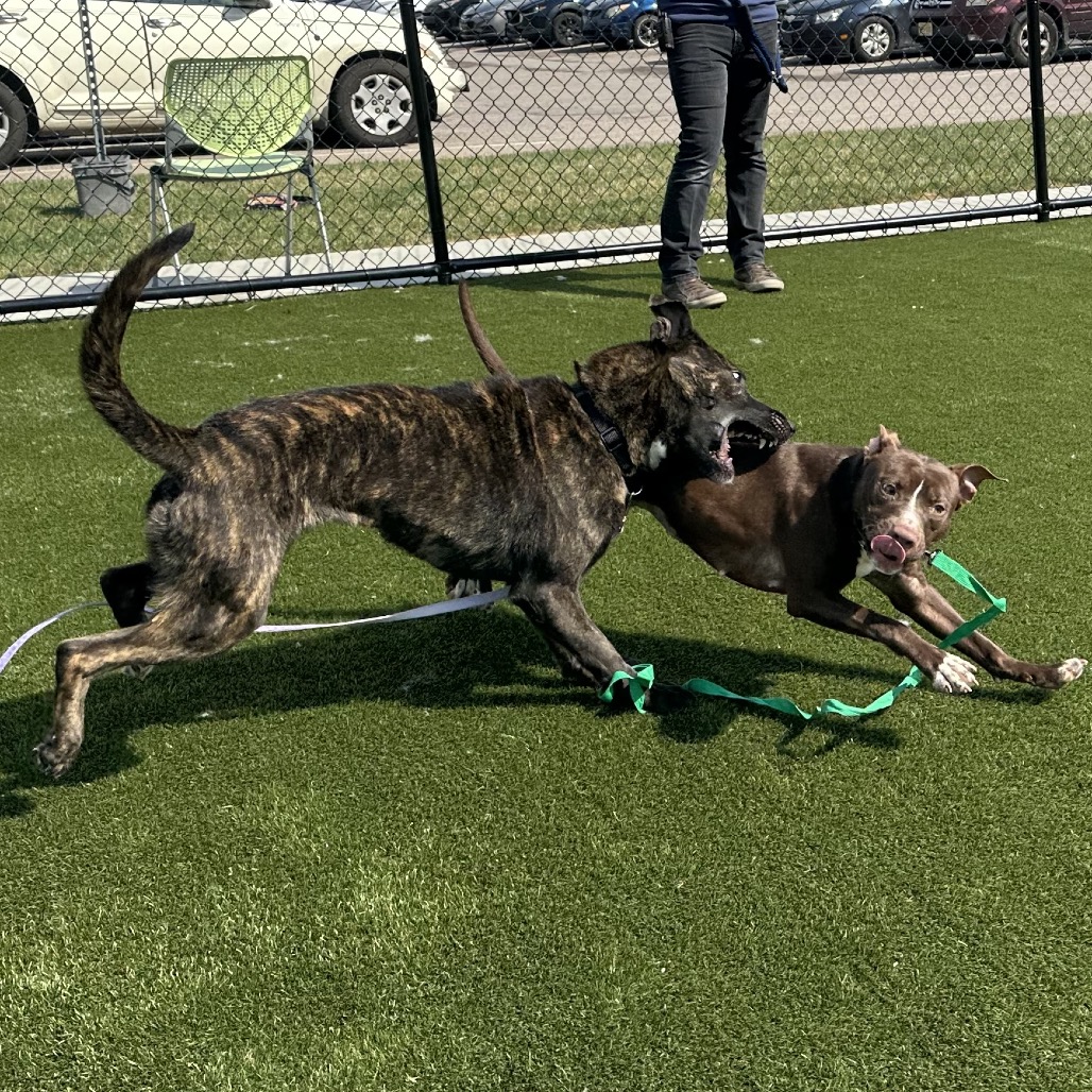 Sasha — thumbnail 4