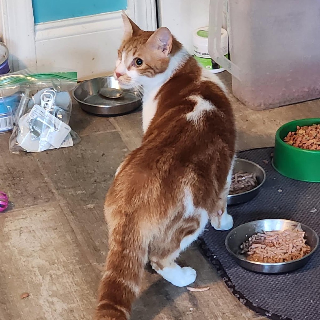 Willie - Jordan — thumbnail 3