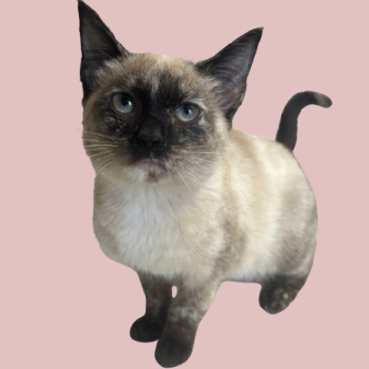  Photo of TUSC-Stray-81906