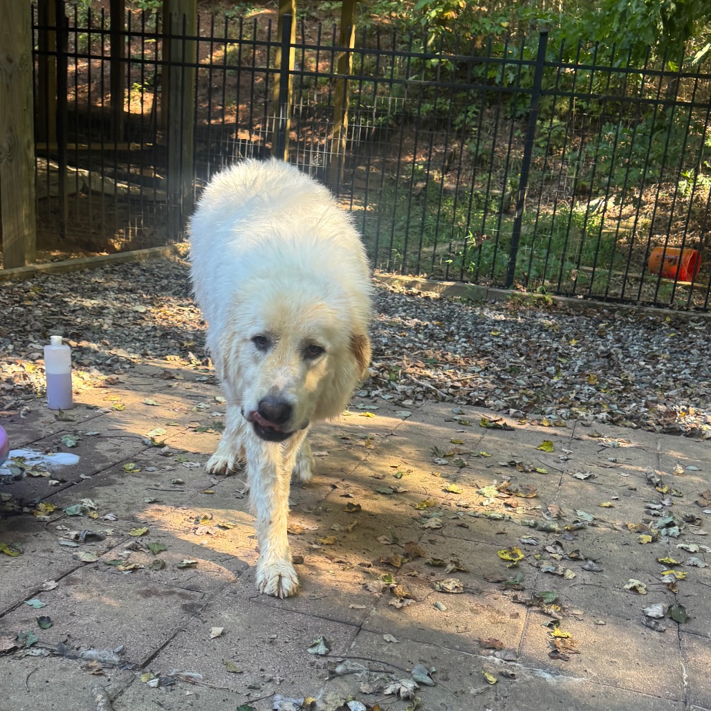 Cooper, photo 9