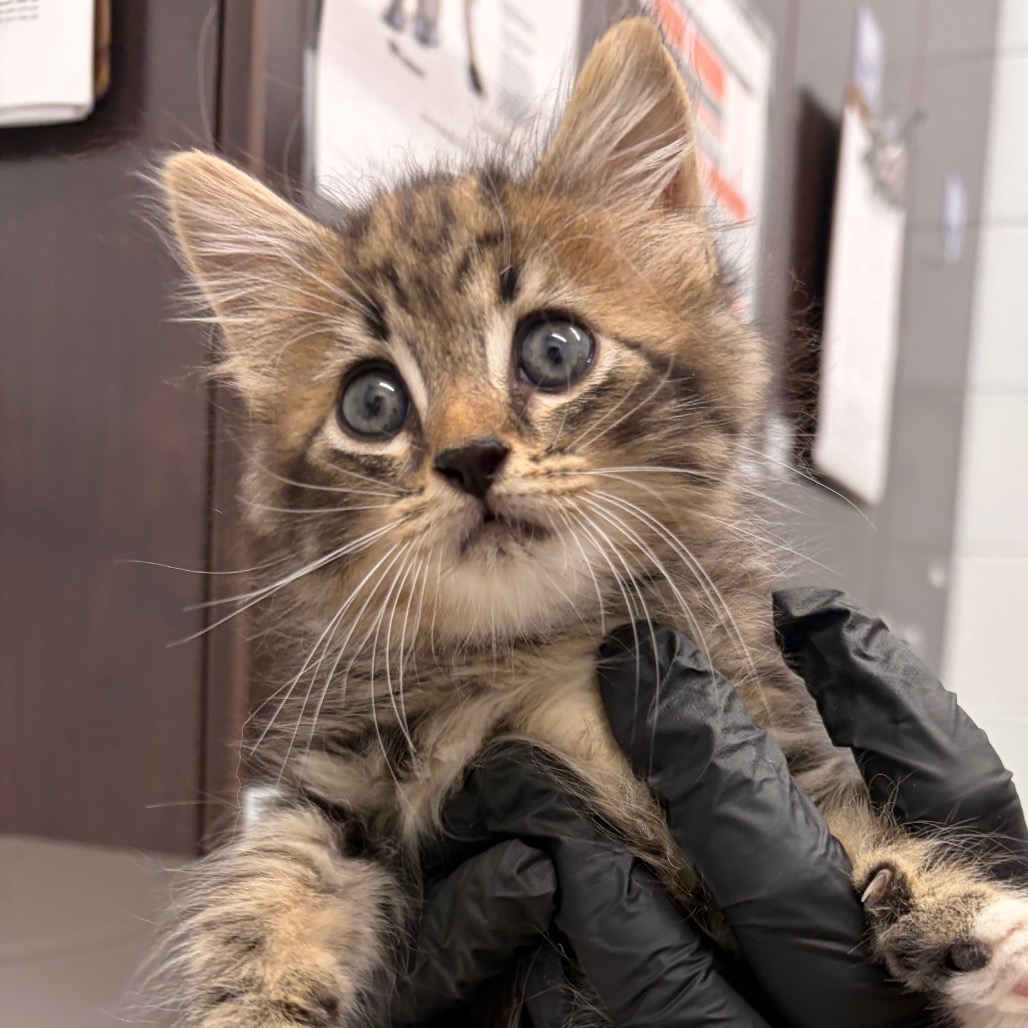 COOKIE AQUA (ADOPTION PENDING) - Domestic Medium Hair available for adoption