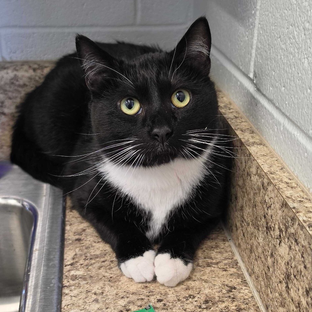 JACK - Domestic Shorthair available for adoption