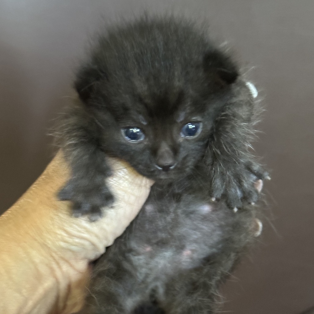FIRE - Domestic Shorthair available for adoption