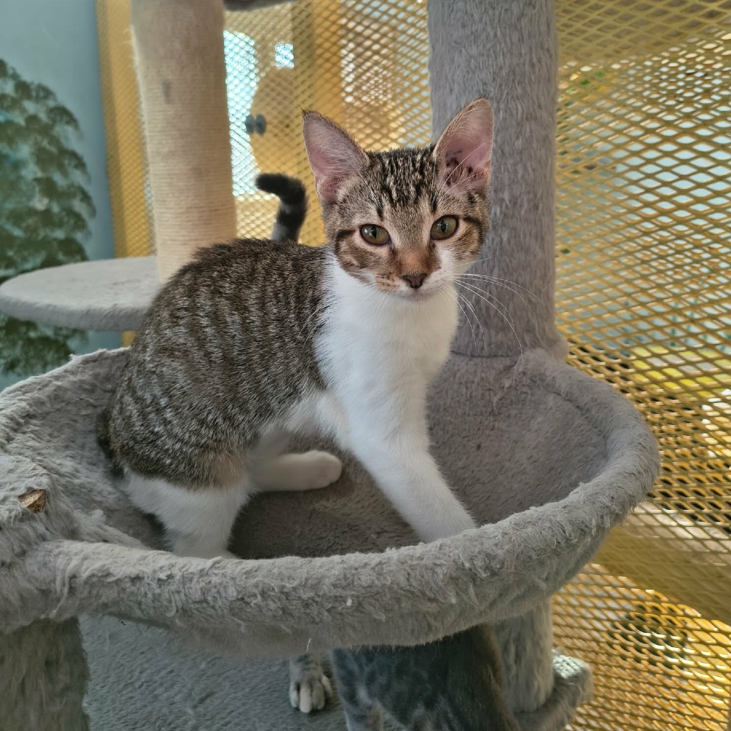 DILL - Domestic Shorthair for adoption in Las Cruces