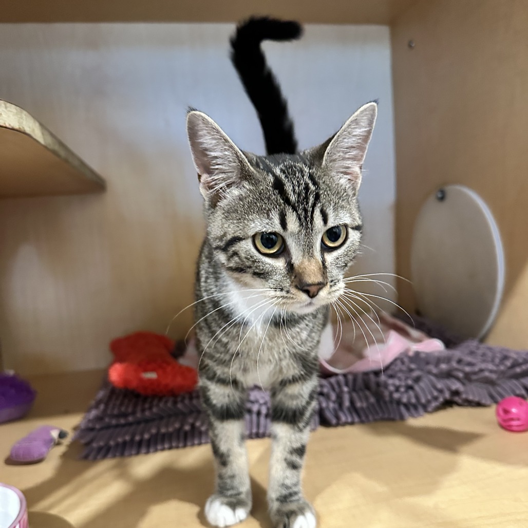 MARSHA P - Domestic Shorthair available for adoption