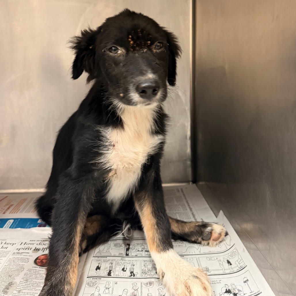 MR. PIBB - Shepherd available for adoption