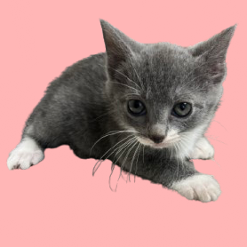 Tusc Stray 83287 2 3