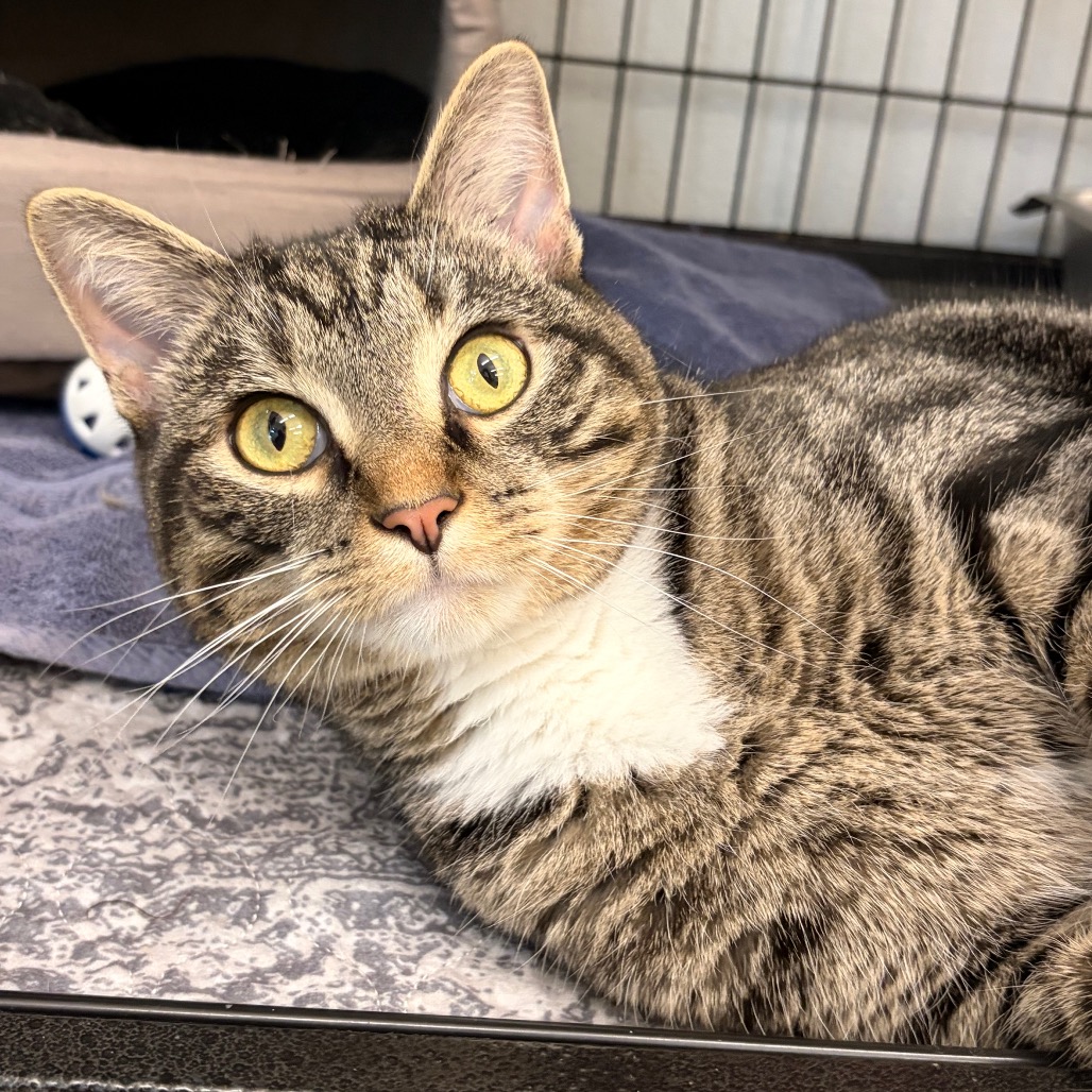 CROWLEY - Domestic Shorthair available for adoption