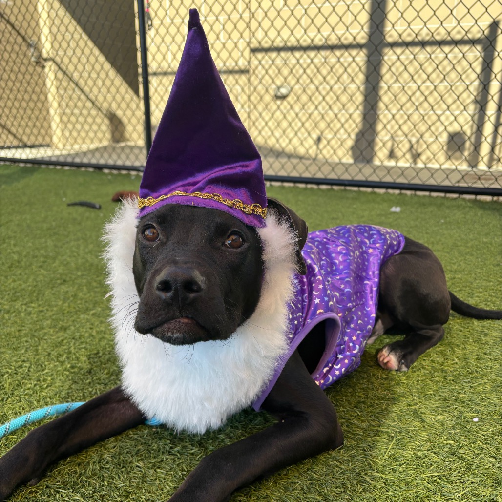 CHEWY - Mixed Breed (Medium) available for adoption