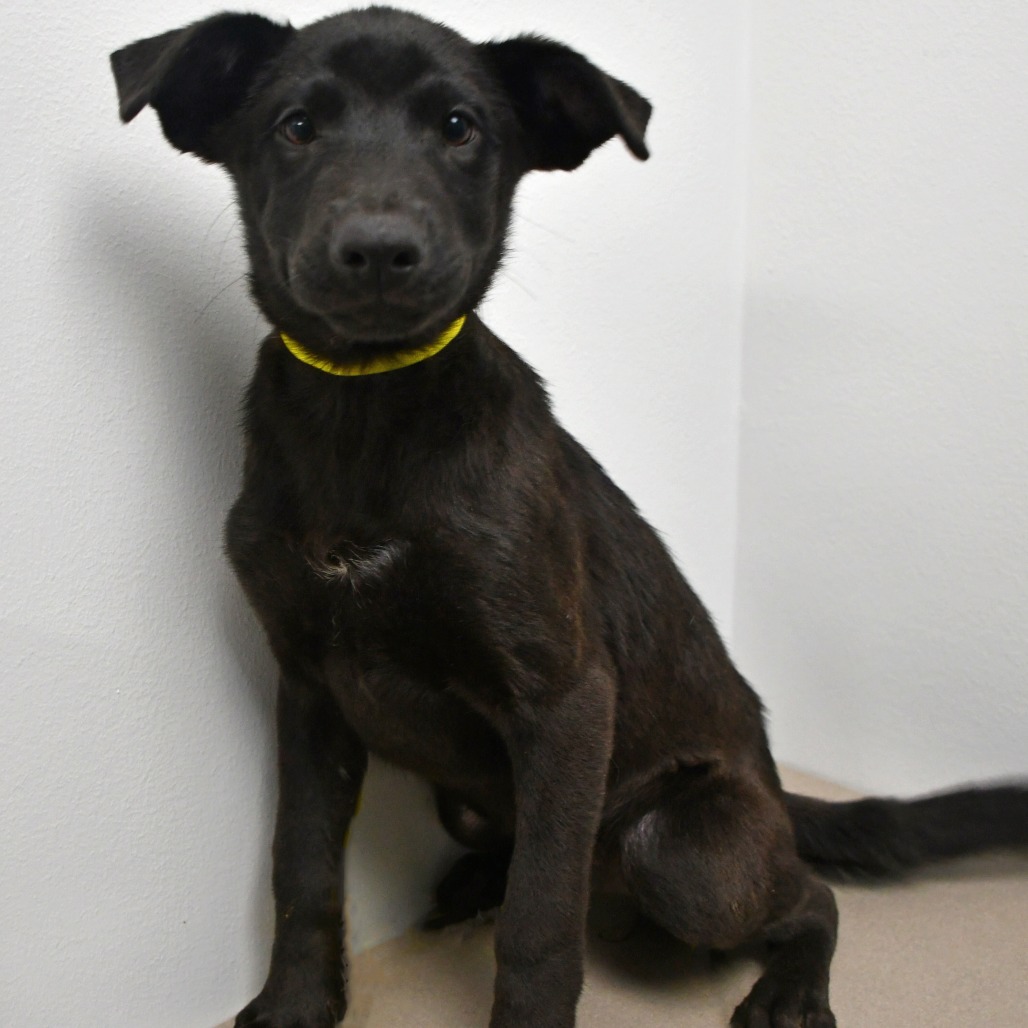 MAYA - Retriever, Black Labrador / Black Mouth Cur available for adoption
