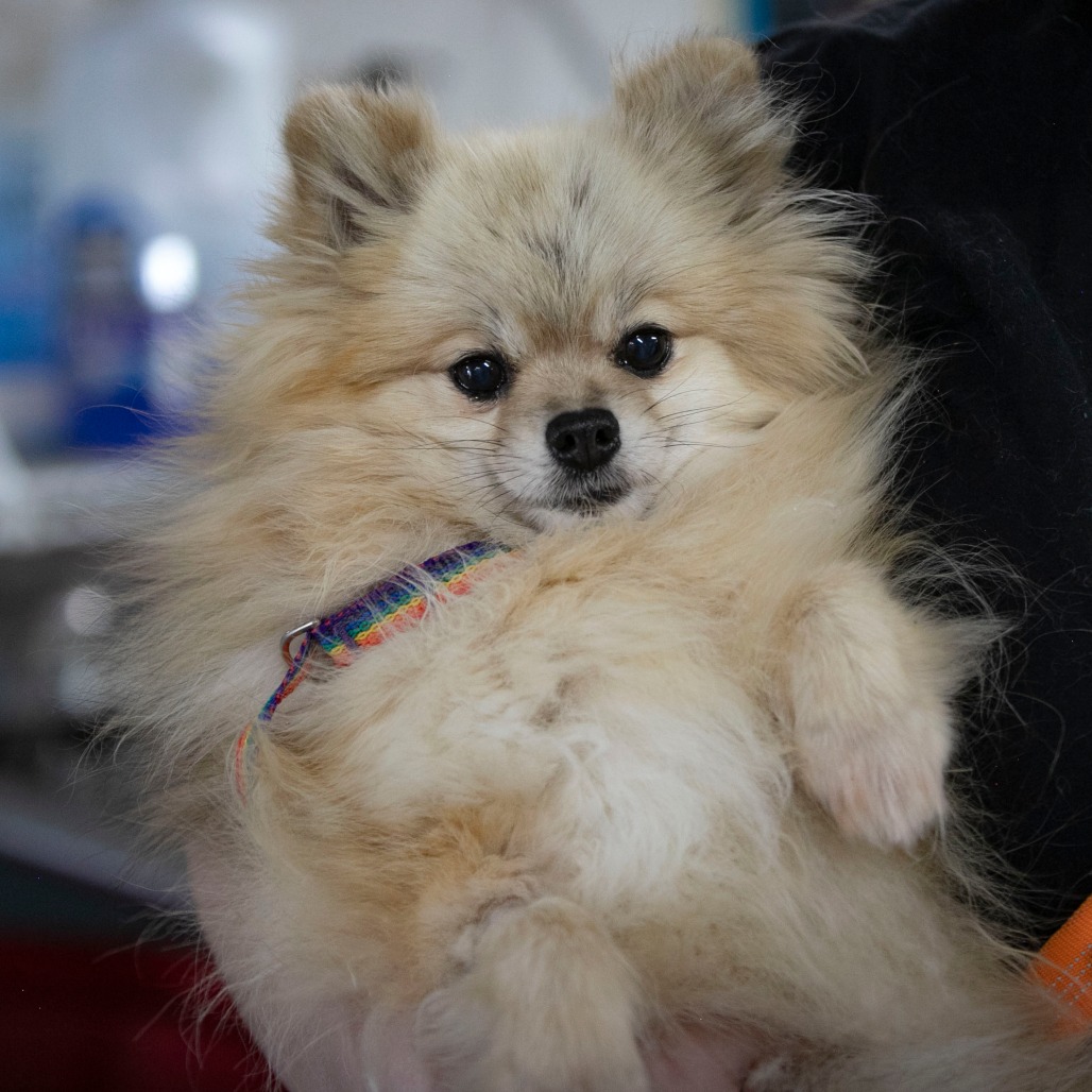 CLAUDIA (AG26-194) - Pomeranian available for adoption