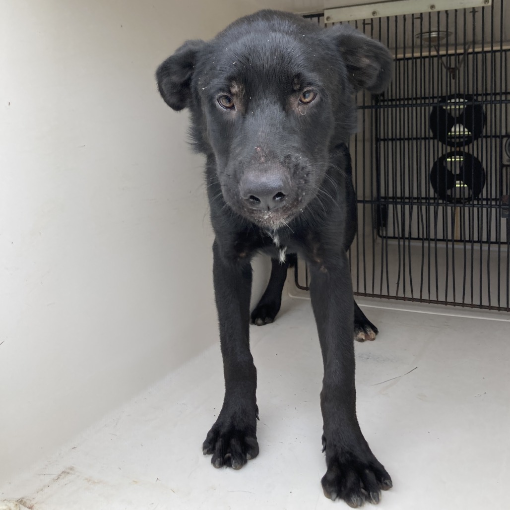 GREGOR - Retriever / Black Labrador available for adoption