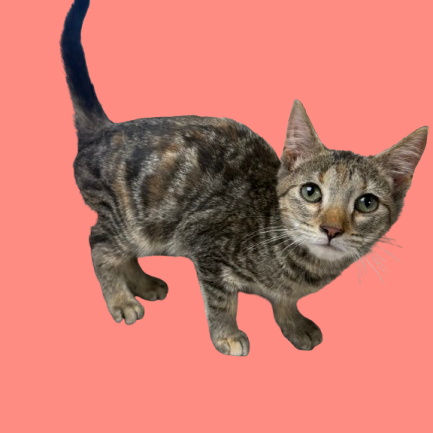 Tusc Stray 82996 2 3