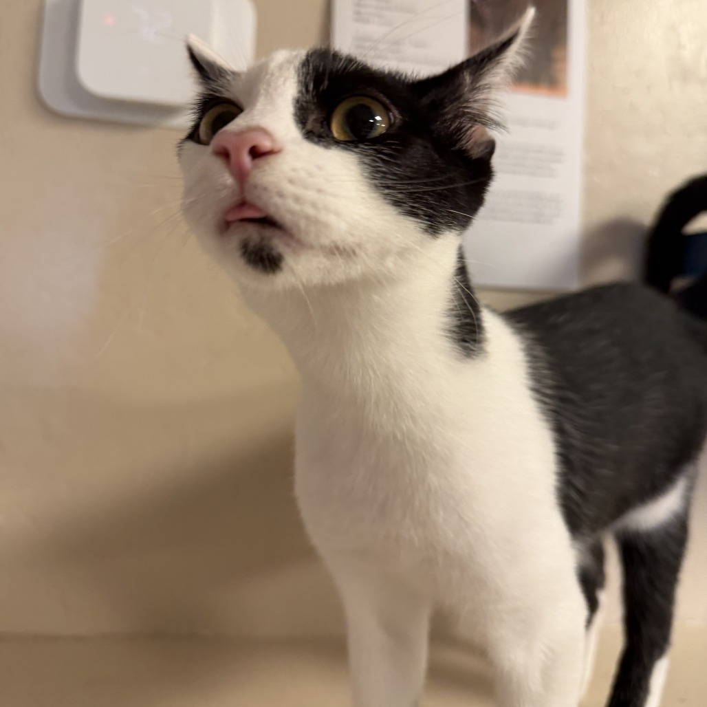 ENOKI - Domestic Shorthair available for adoption