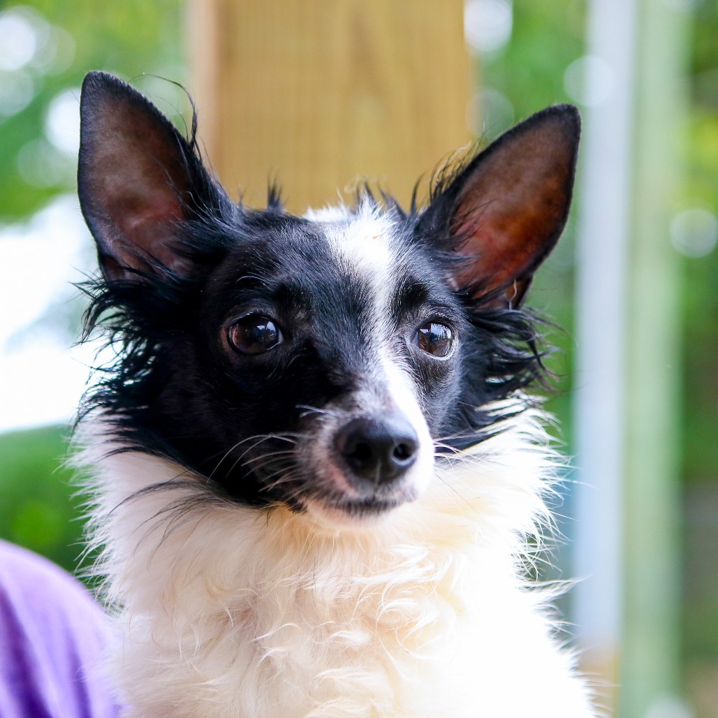 CHLOE - Terrier, Jack Russell / Papillon available for adoption