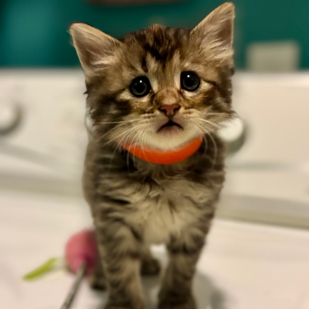 Cookie photo
