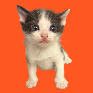  Photo of TUSC-Stray-82275