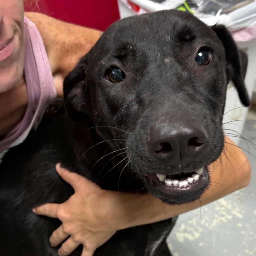 Buffy FKA Coven, an adoptable Retriever, Labrador/Mix
