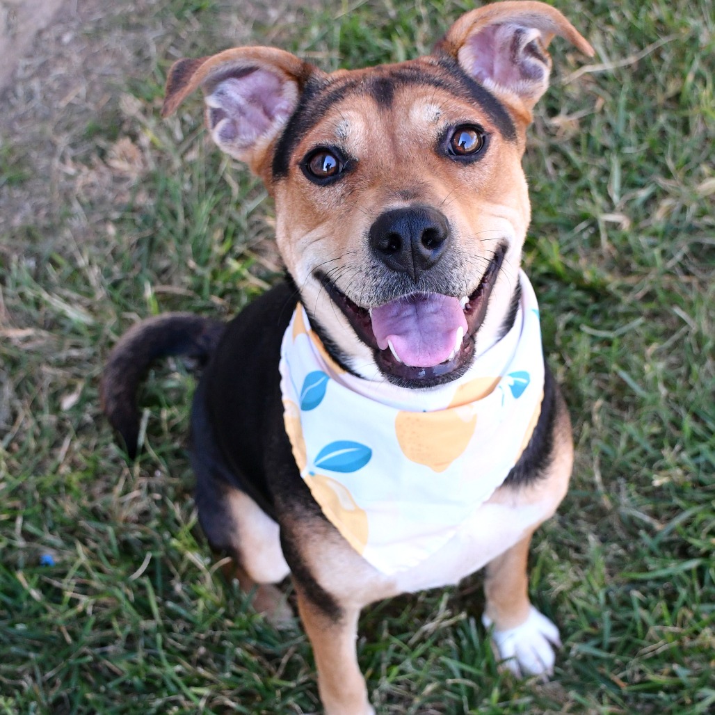 CLAIRE - Shepherd available for adoption