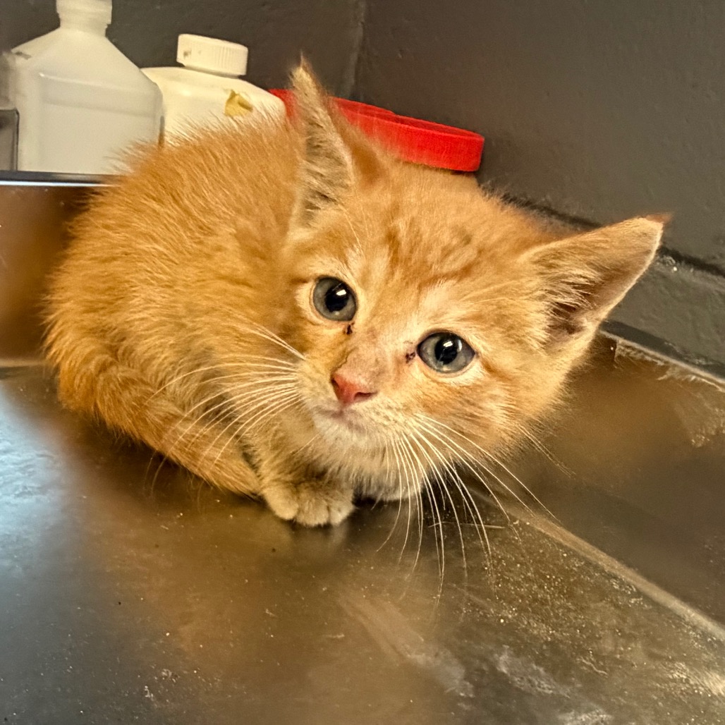  Photo of TUSC-Stray-84607