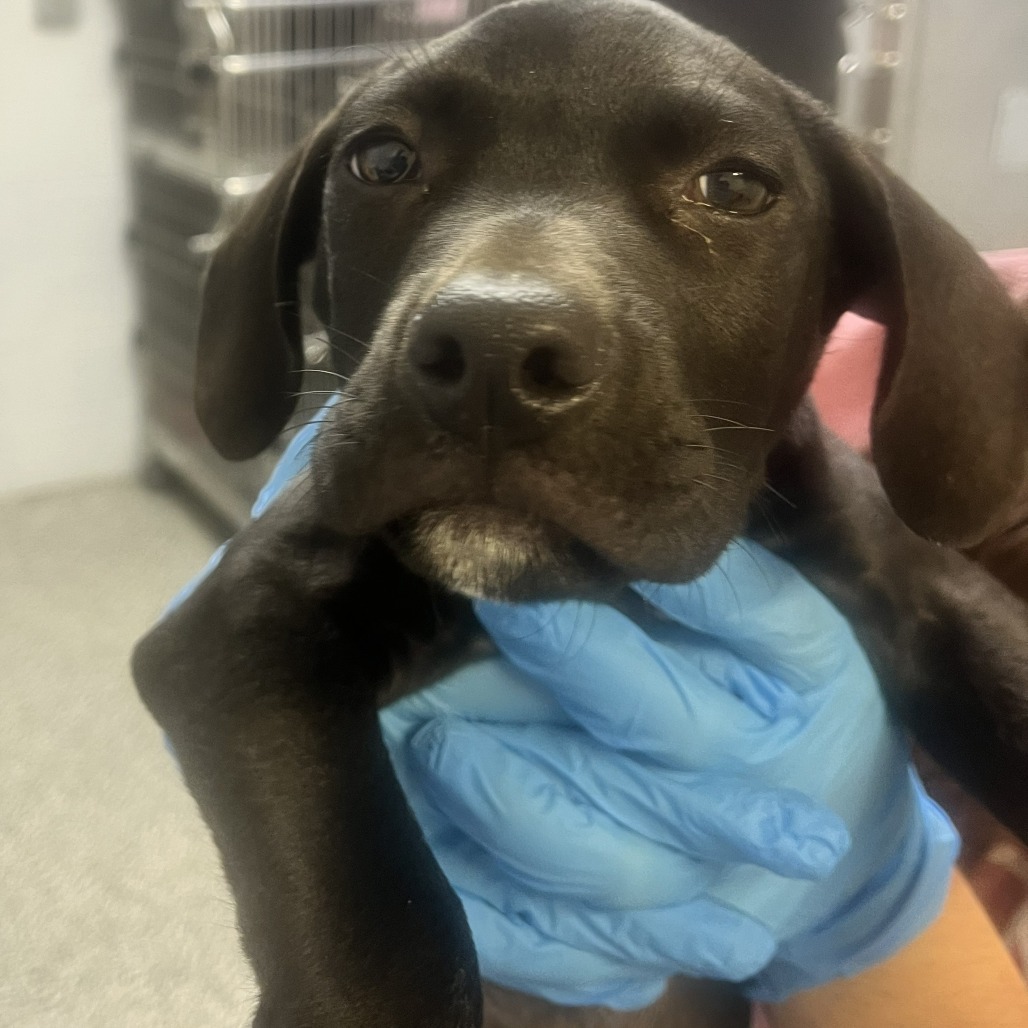 BROTHER BOY - Retriever, Labrador / Mix available for adoption